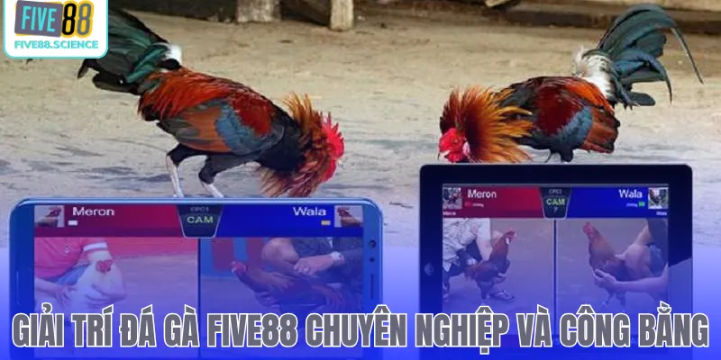 Giải trí đá gà Five88 chuyên nghiệp và công bằng